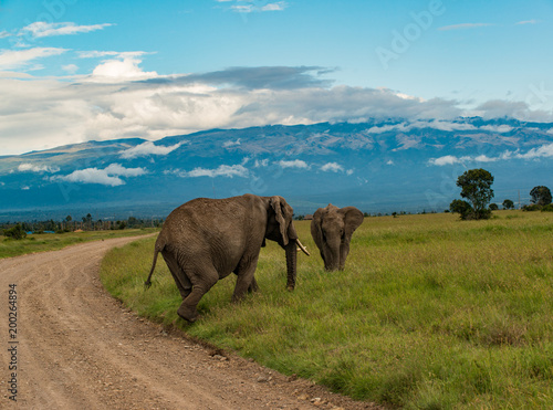 Elephants