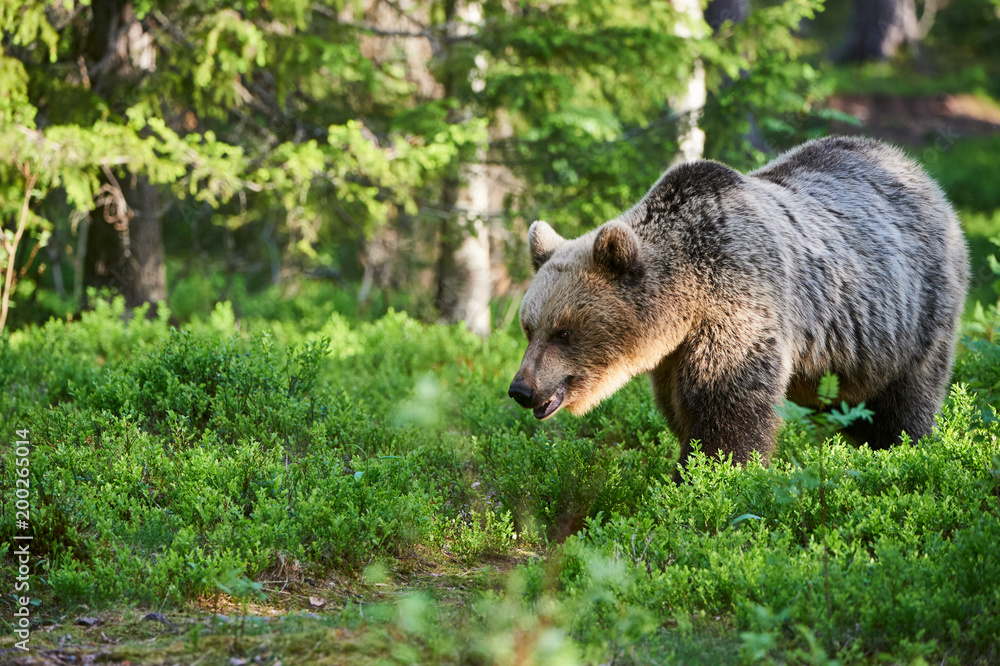 Brown bear in the taiga