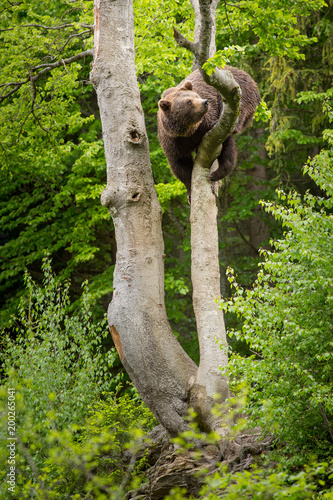 bear photo