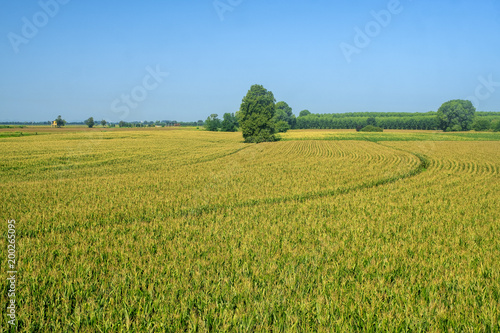 Rural landscape along the Po cycle path