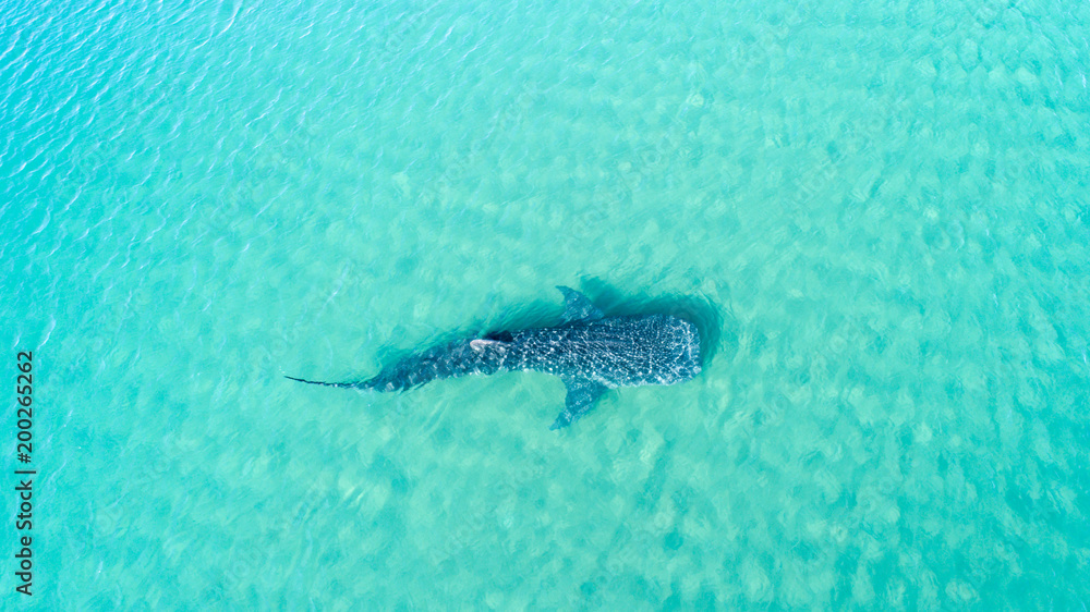 Fototapeta premium Whale Shark (rhincodon typus), the biggest fish in the ocean, a huge gentle plankton filterer giant, swimming near the surface. La Paz Baja California sur, Mexico.
