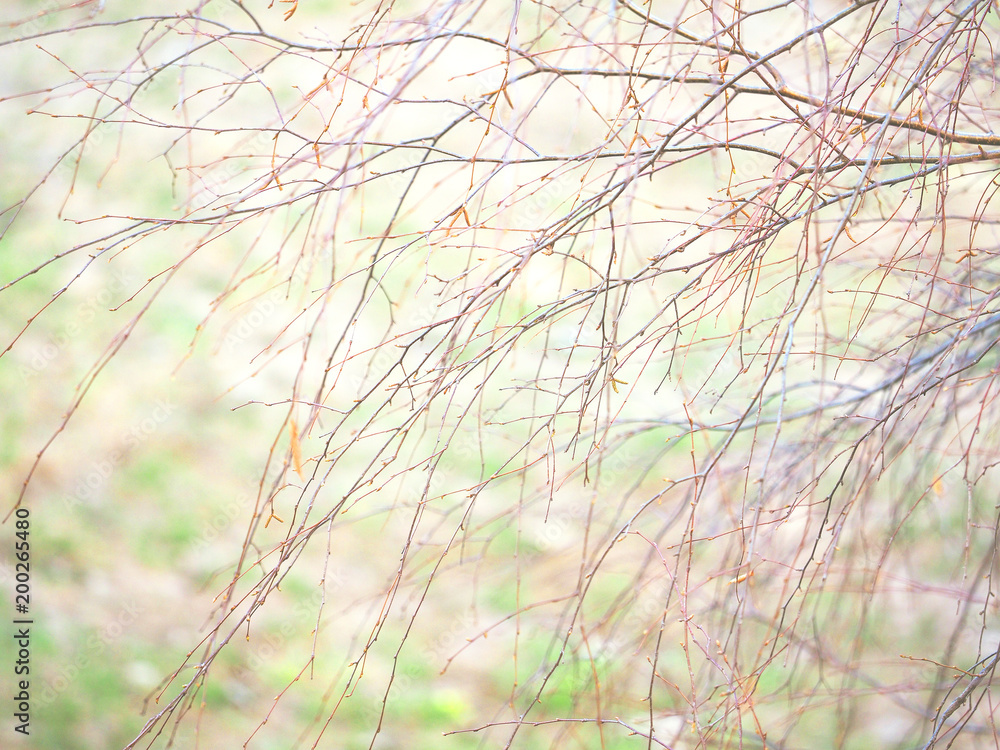 Birch branch background. Betula branches close-up with catkins and swelling buds in the park. Natural beauty of early spring, sunlight. Betulaceae grove, copse Birch branch background. Betula branches close-up with catkins and swelling buds in the park. Natural beauty of early spring, sunlight. Betulaceae grove, copse