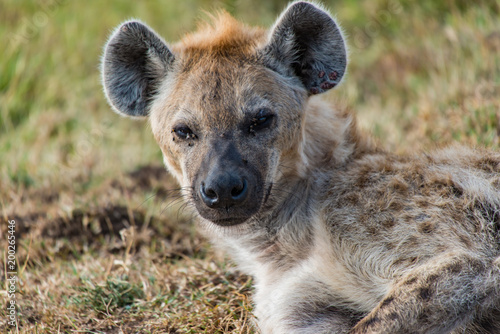 Hyena Portrait