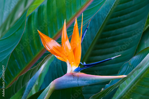 Bird of paradise photo