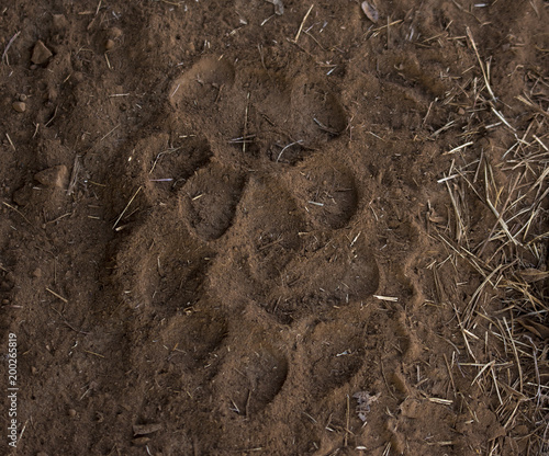 Foto Wild tiger paw prints from Ranthanbhor national park in India