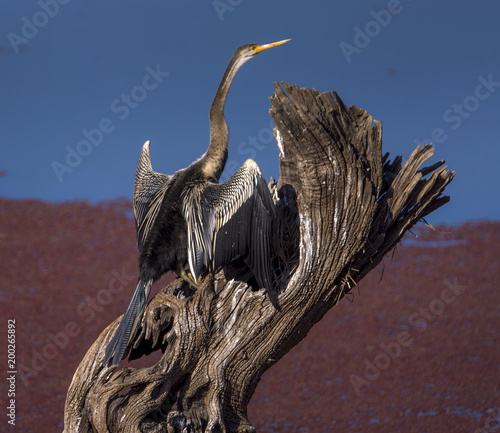 Oriental Darter photographed during a safari at Ranthanbhore ntional park in India
