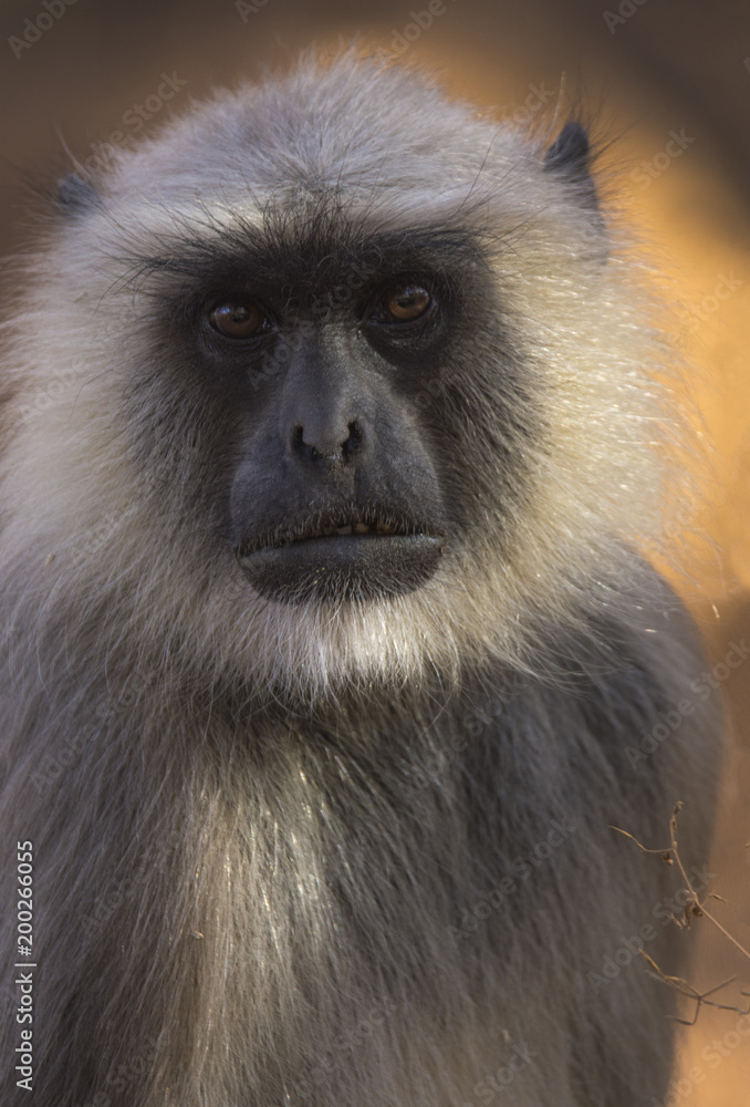 Gray Langur photographed in national park Ranthanbhor in India Gray Langur photographed in national park Ranthanbhor in India