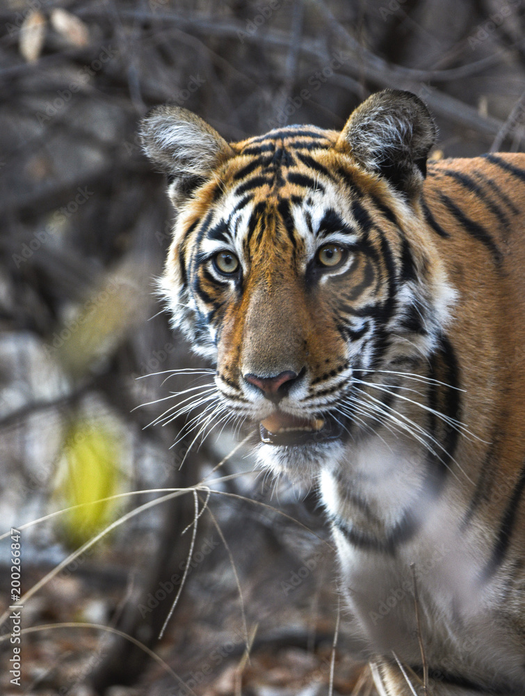 Wild tiger from Ranthanbhor national park in India Wild tiger from Ranthanbhor national park in India