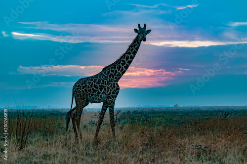 giraffe in the sunrise