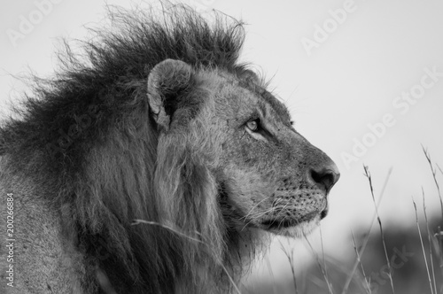 lion portrait black and white