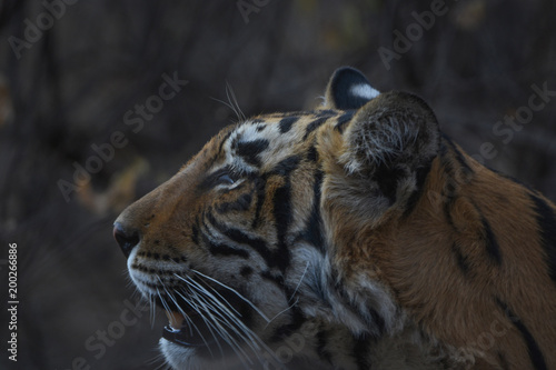 Wild tiger from Ranthanbhor national park in India