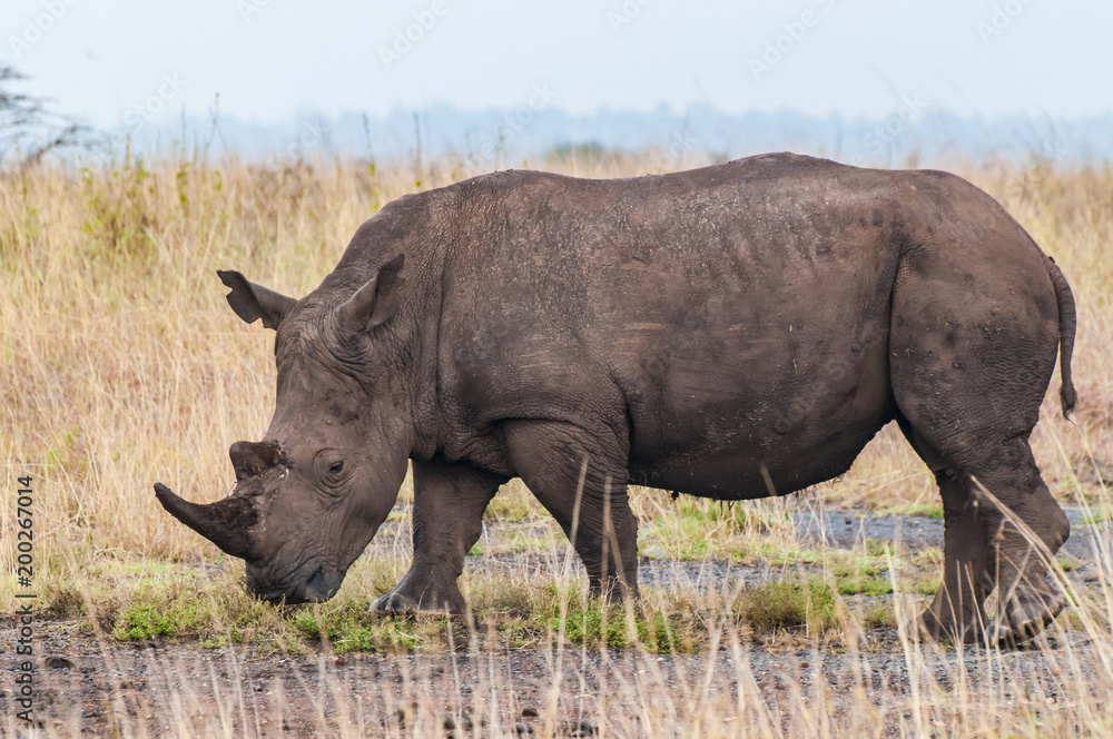 Obraz premium white rhino