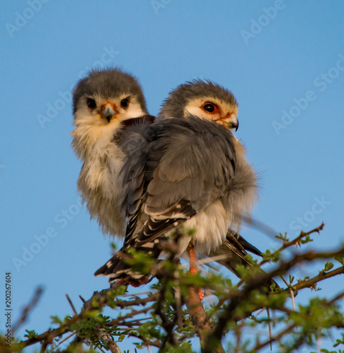 Pygmy Falcons Kenya