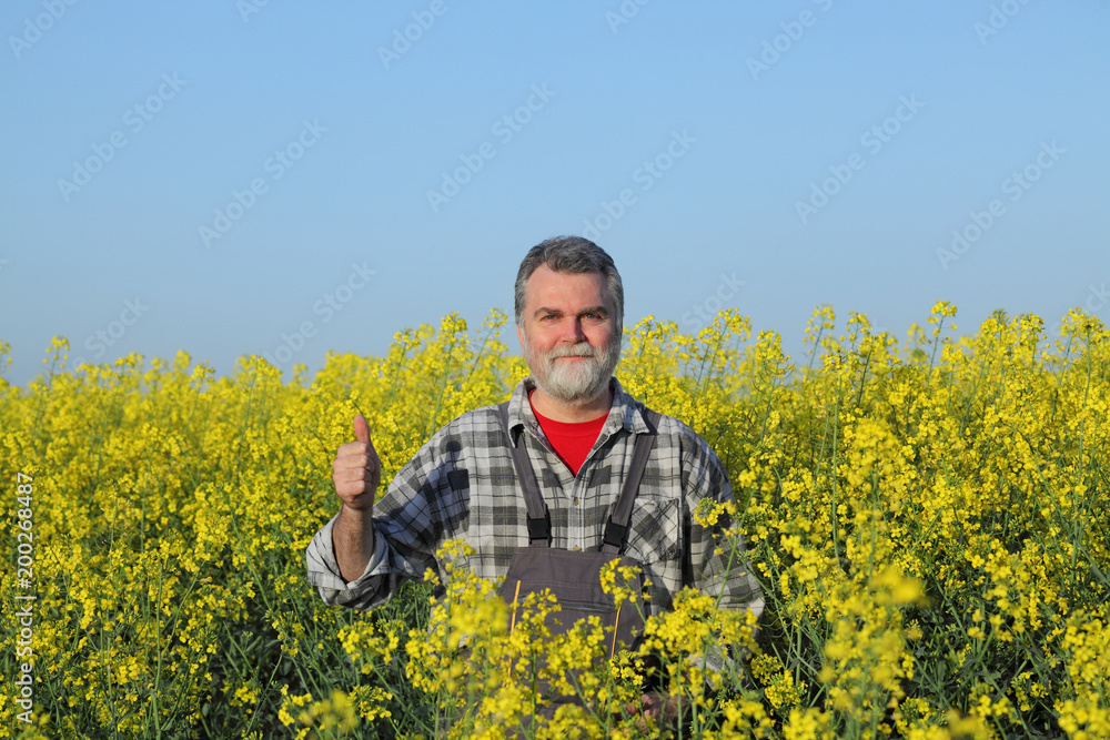 Agronomist or farmer examining blooming canola field and gesturing with thumb up, rapeseed plant in early spring