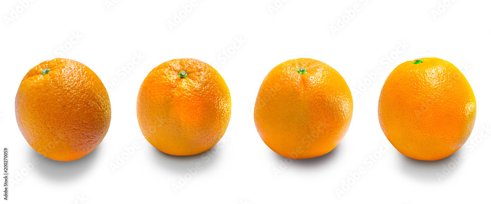 Oranges is the fruit of the citrus Oranges is the fruit of the citrus