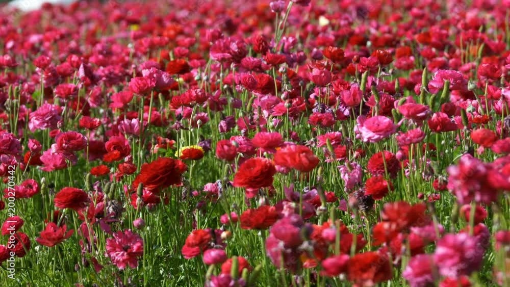 Closeup of Reddish Pink Flowers in Field Closeup of Reddish Pink Flowers in Field