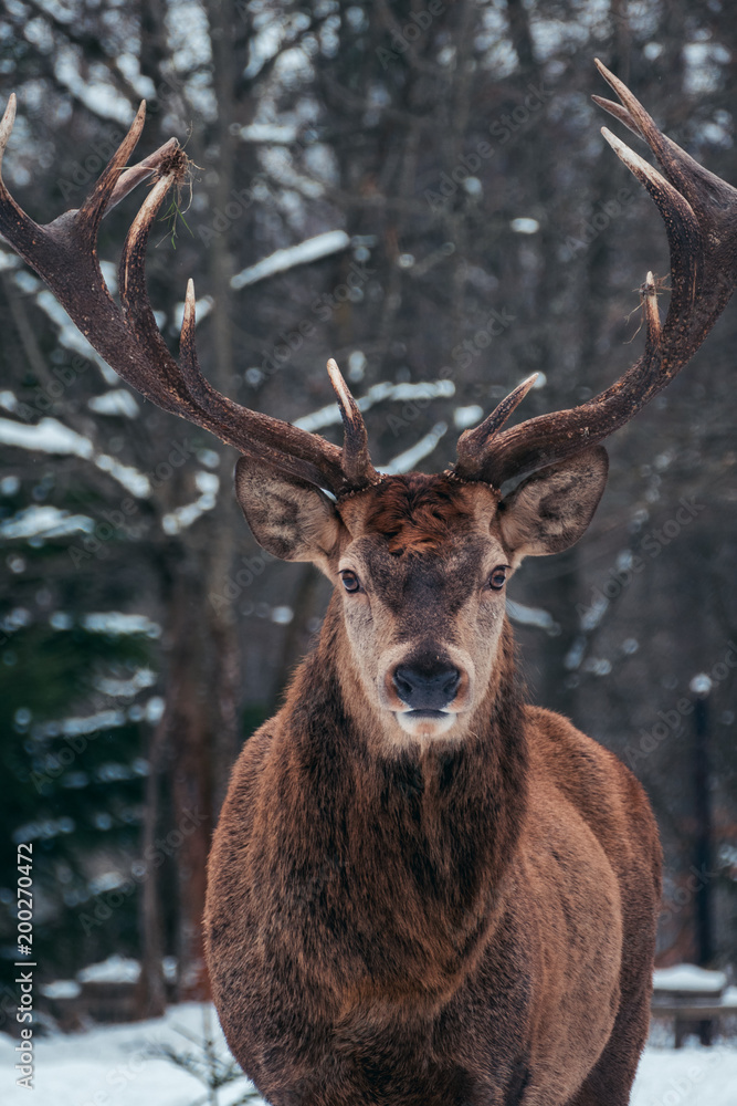 Hirsch Hirsch