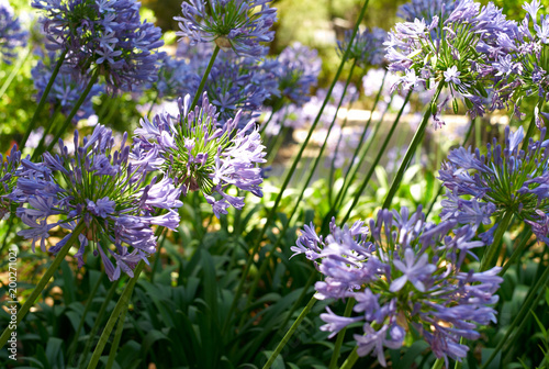 Wallpaper Mural Agapanthes au jardin. Torontodigital.ca