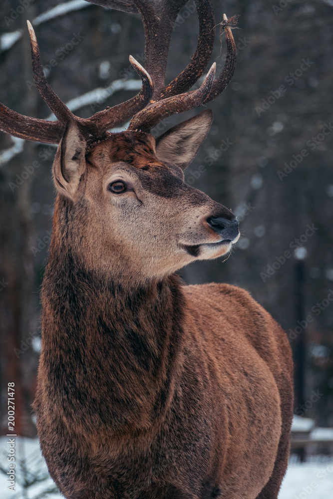 Fototapeta premium Hirsch im Winter