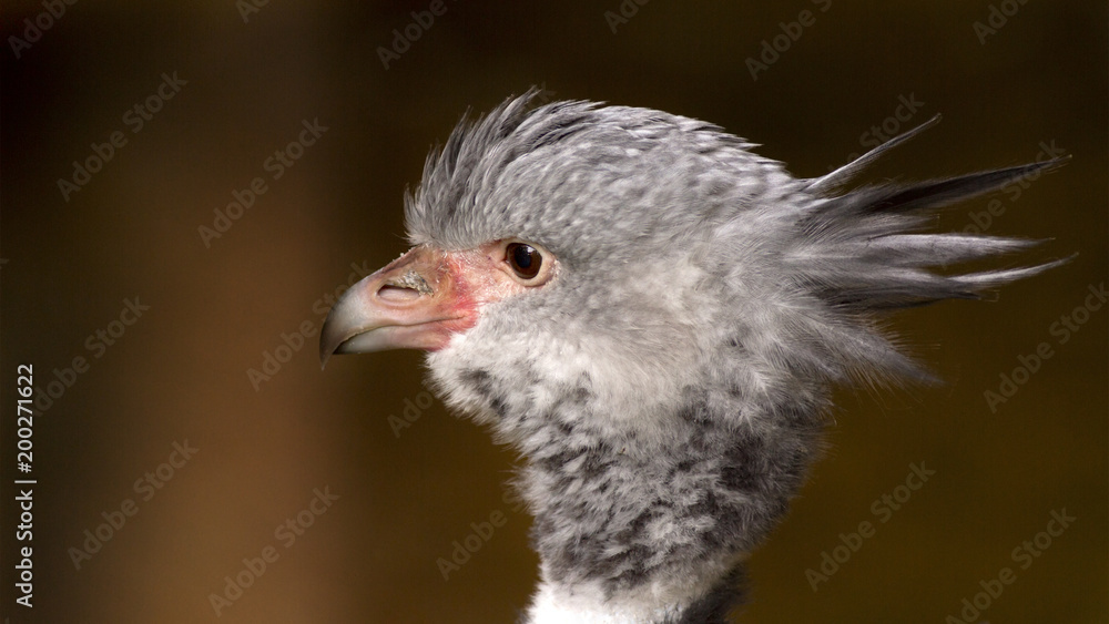 Close-up portrait of a crested screamer Close-up portrait of a crested screamer