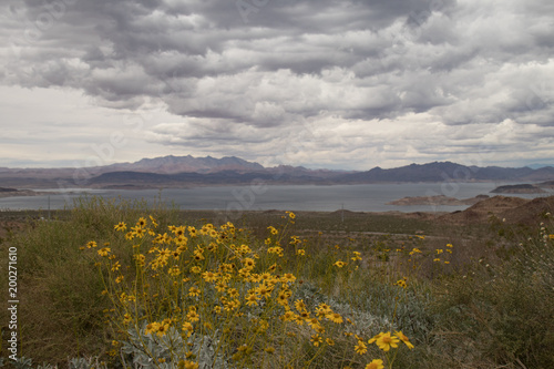 Yellow Wildflowers at Boulder Basin of Lake Mead National Recreation Area with River Mountains in background