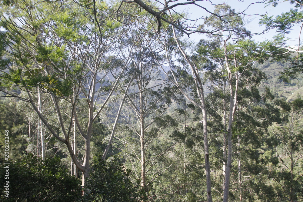 Fototapeta premium Bosque