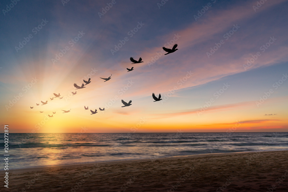 The freedom of birds,freedom concept.Silhouette flock of birds flying over the sea at sunset with sunray.