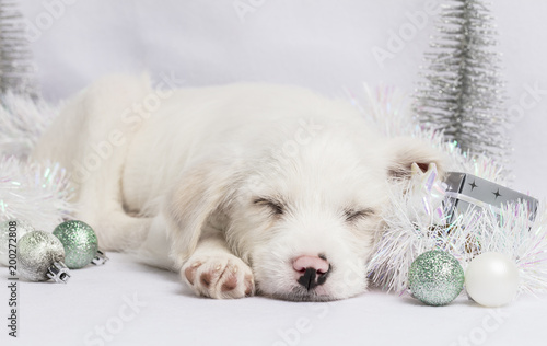 Parsnip's White Christmas 2