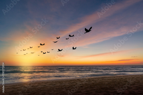 The freedom of birds,freedom concept.Silhouette flock of birds in v shaped flying over the sea at sunset.