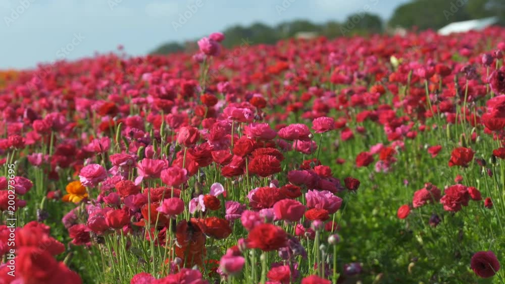 Closeup of Reddish Pink Flowers in Field Closeup of Reddish Pink Flowers in Field