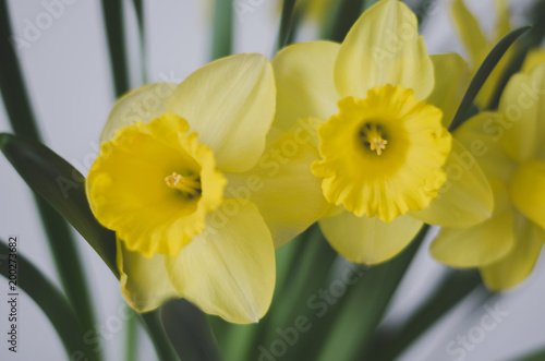 Fototapeta Naklejka Na Ścianę i Meble -  Yellow daffodils flowers.