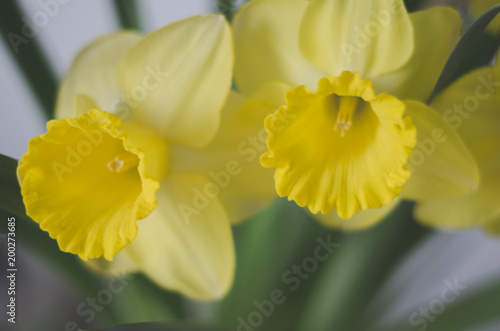 Fototapeta Naklejka Na Ścianę i Meble -  Yellow daffodils flowers.