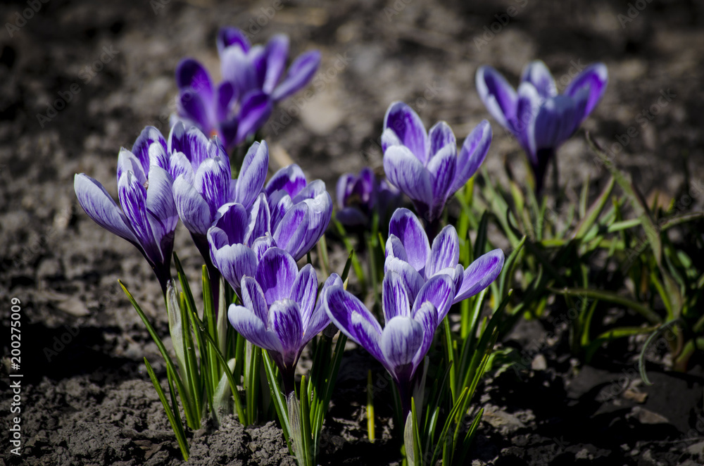 Crocus spring violet flower. Flowering violet Crocus in Early Spring. Crocus spring violet flower. Flowering violet Crocus in Early Spring.