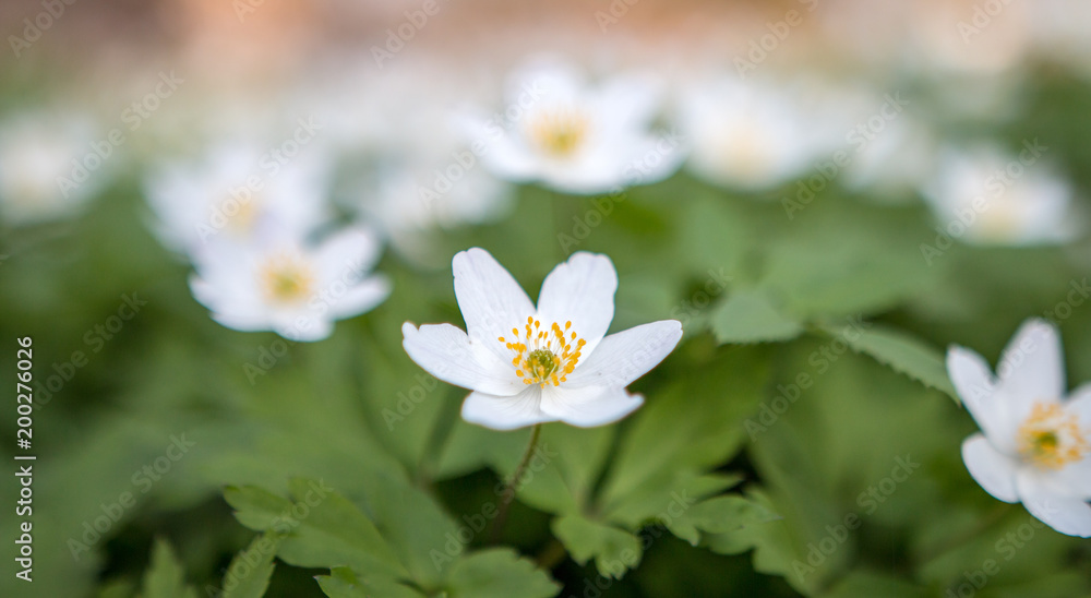 Buschwindröschen im Frühling auf Waldlichtung