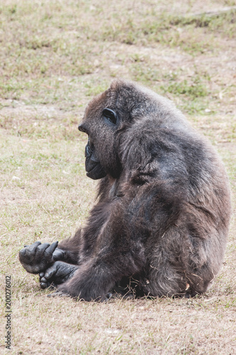 Monkey Deep In Thought