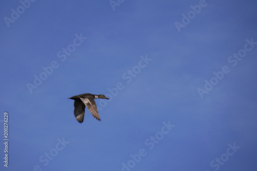 Hybrid manky mallard duck in flight