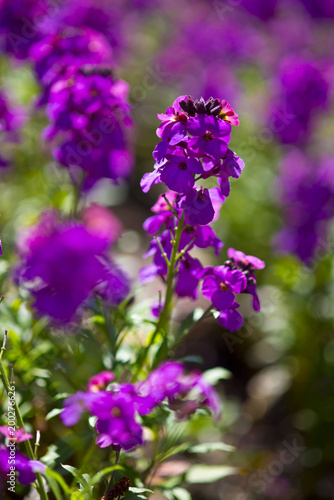 Goldlack  Erysimum