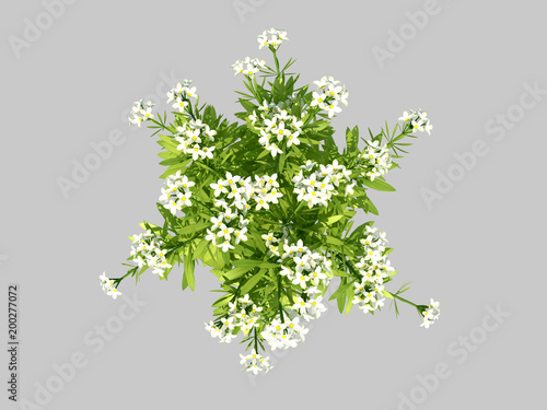 3d rendering of a top view flower with leafs