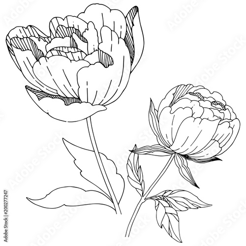 Wildflower peony flower in a vector style isolated. Full name of the plant: peony. Vector wildflower for background, texture, wrapper pattern, frame or border.