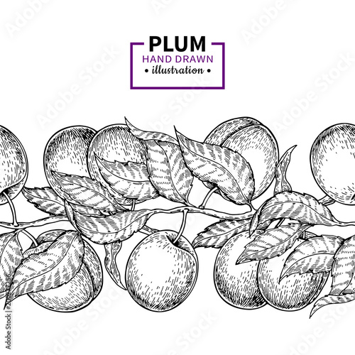 Plum branch seamless vintage border.  Hand drawn isolated fruit.