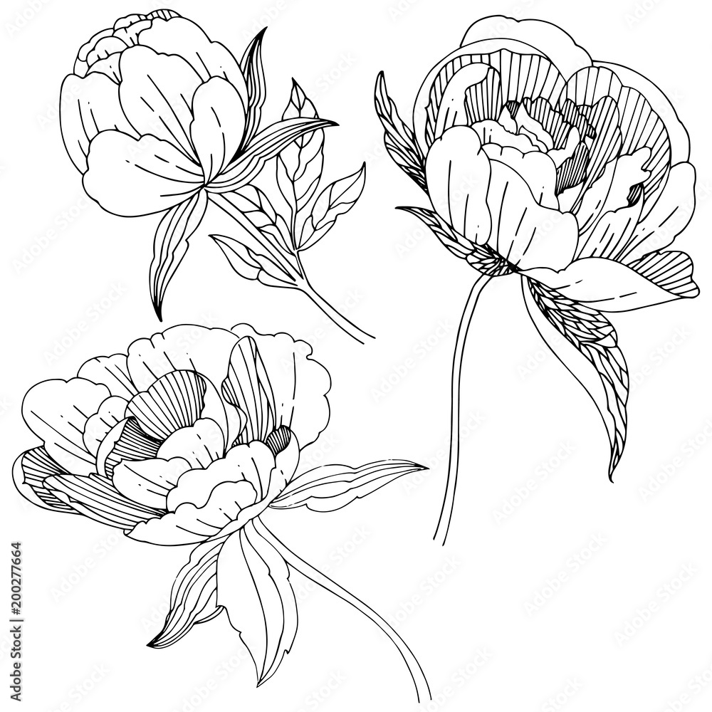Plakat Wildflower peony flower in a vector style isolated. Full name of the plant: peony. Vector wildflower for background, texture, wrapper pattern, frame or border.