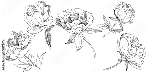 Wildflower peony flower in a vector style isolated. Full name of the plant: peony. Vector wildflower for background, texture, wrapper pattern, frame or border.