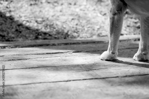 Dog's paws on wood, Black and white