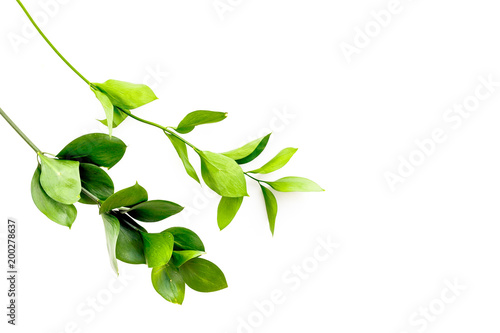 Summer background. Young sprig with green foliage on white top view space for text