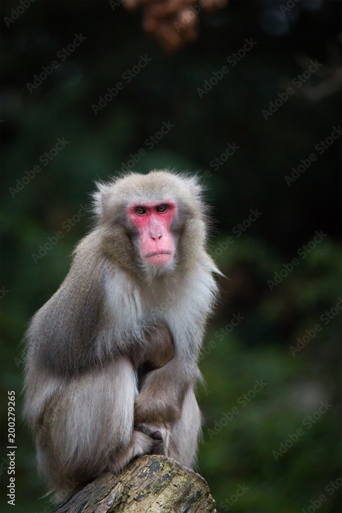 Japanese macaque Japanese macaque