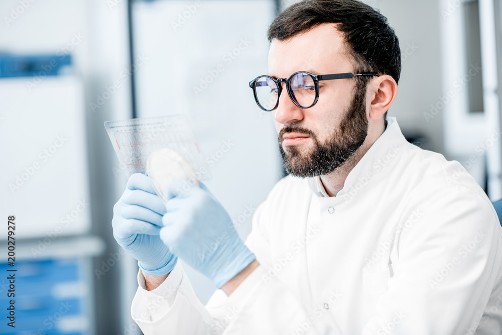 Male laboratory assistant working with bacteria in petri dish in the bacteriological department Male laboratory assistant working with bacteria in petri dish in the bacteriological department