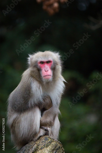 Japanese macaque © Cloudtail