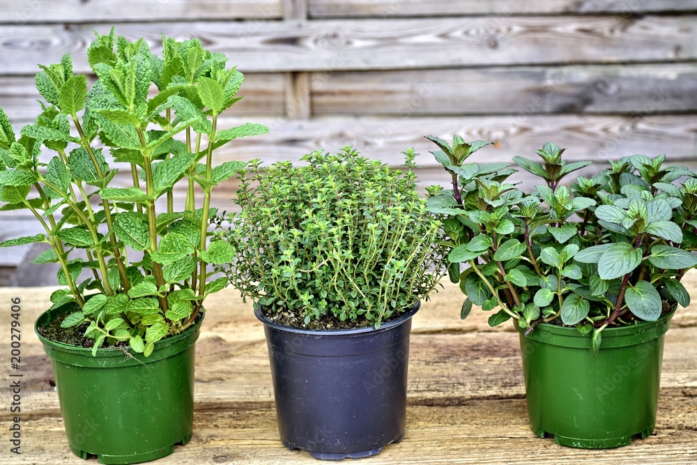 Gardening, cultivation,farming and care of aromatic plants concept: young aromatic plant seedlings on a wooden background. Gardening, cultivation,farming and care of aromatic plants concept: young aromatic plant seedlings on a wooden background.