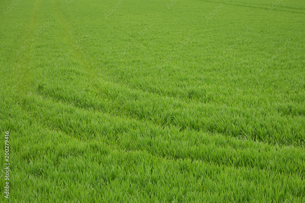 spring cultivated field in a gloomy day
spring cultivated field in a gloomy day