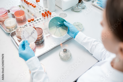 Woman making bacteriological seeding in Petri dishes heeting tool with fire in the laboratory
